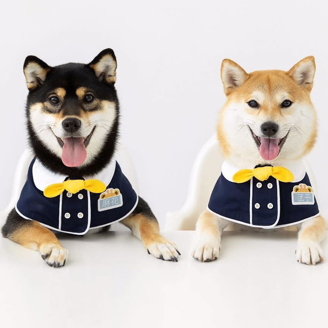 一折名牌狗狗衣服