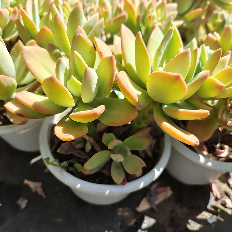 芒果美人多肉植物露养老桩精品盆栽稀有品种庭院花园造景基地包邮