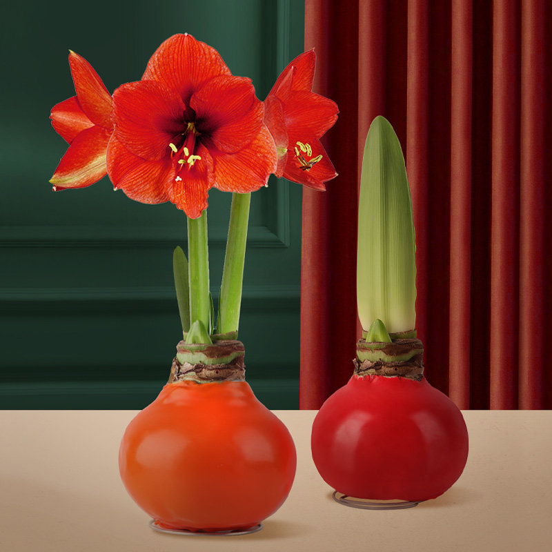 虹越蜡封朱顶红种球进口种球开花不用浇水懒人植物大球节日预售