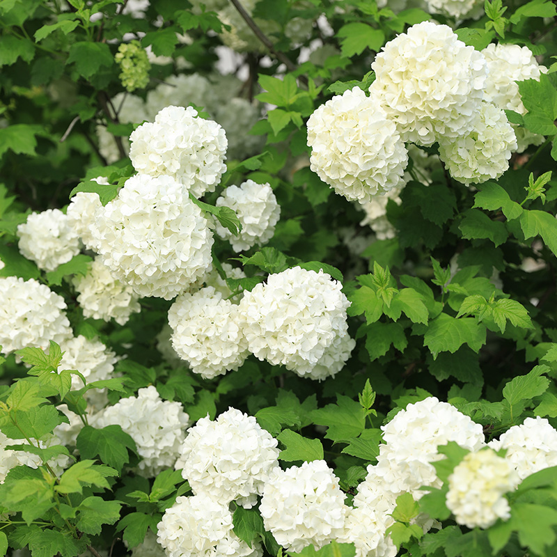 中华木绣球欧洲木绣球盆栽苗阳台庭院树花苗耐热好养早春栎叶绣球