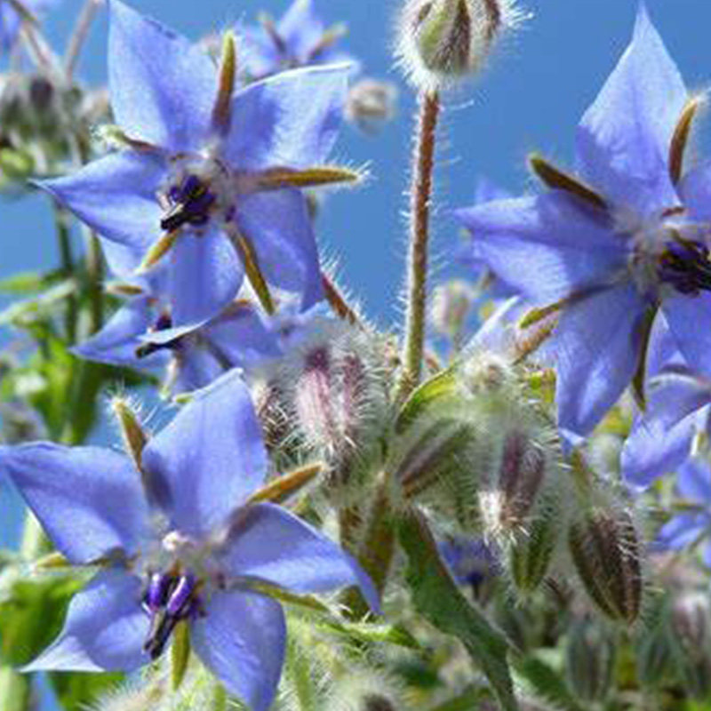 虹越香草植物琉璃苣盆栽可食用好养耐寒庭院阳台室外耐旱盆栽