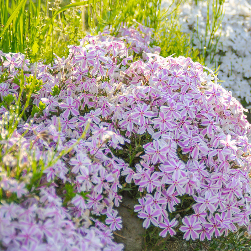 丛生福禄考芝樱盆栽花量大易爆盆多年生草本耐寒性好地被草坪花园