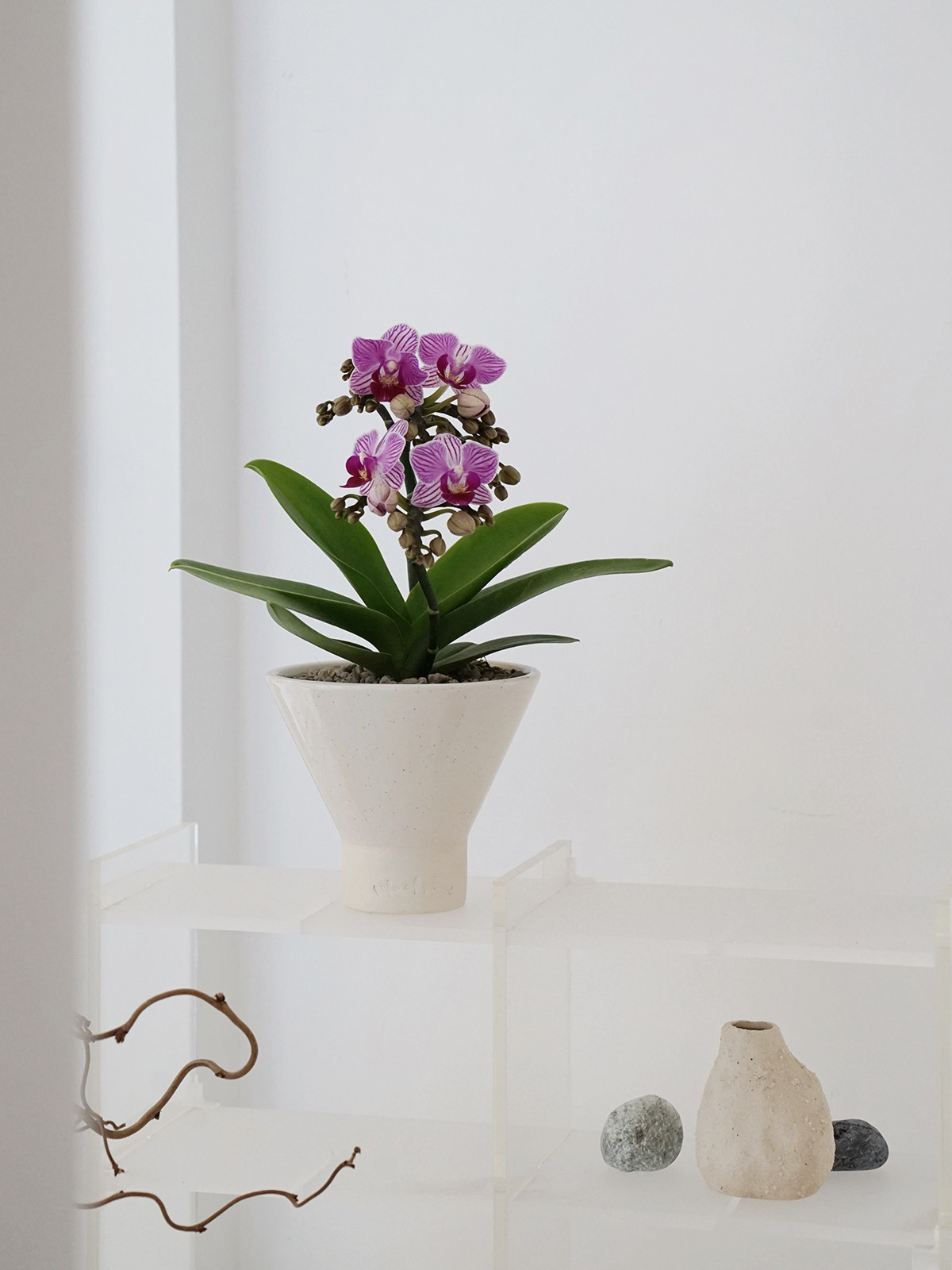 植物私生活 小美人迷你蝴蝶兰室内桌面茶几耐养开花年宵花盆栽