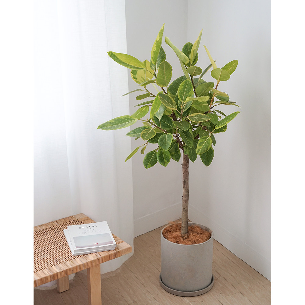 植物私生活 |花叶榕富贵榕高山榕韩国出口棒棒糖观叶植物