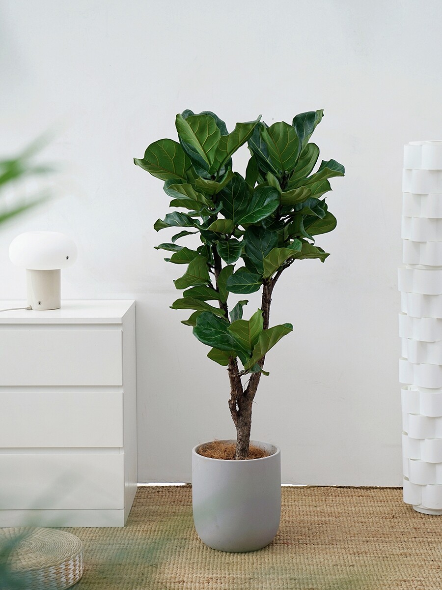 植物私生活 琴叶榕棒棒糖室内精品网红大型客厅落地植物