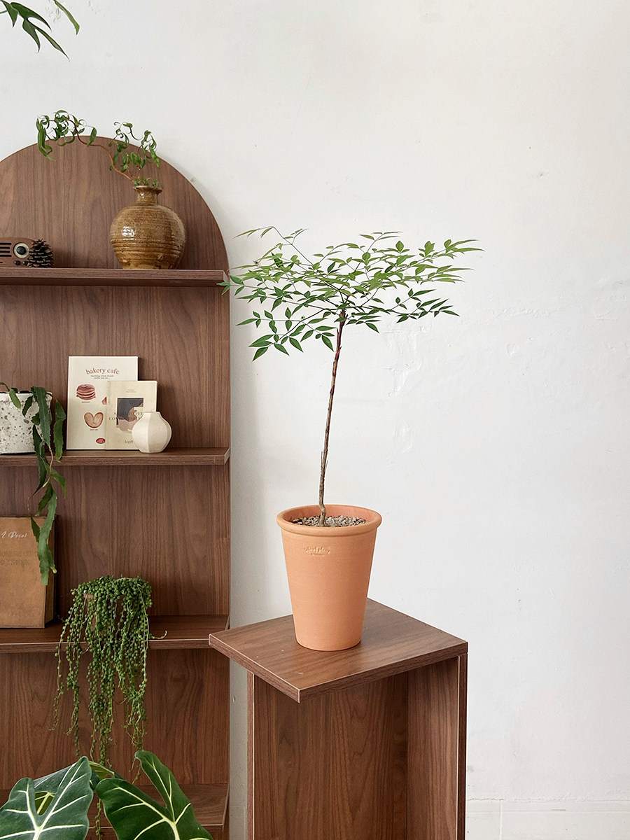 书房客厅摆件竹柏盆栽树苗室内植物平安竹四季常青花草包邮已售80