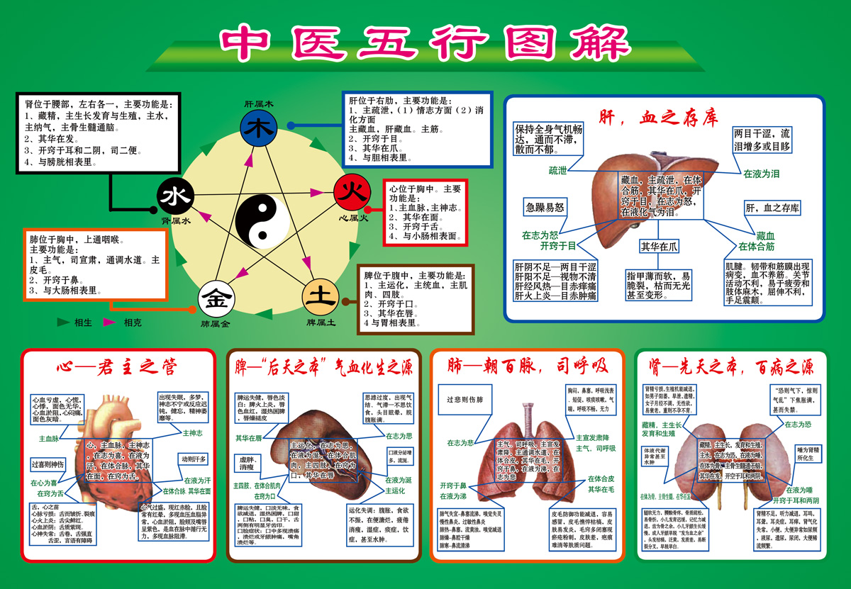 人体对应五行关系图图片