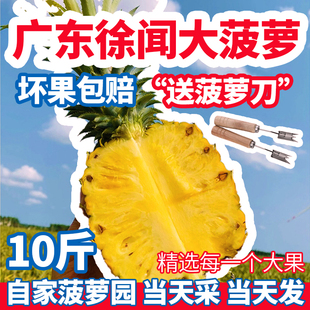 广东徐闻菠萝10斤装当季香水菠萝香脆新鲜水果湛江曲界特产地直发