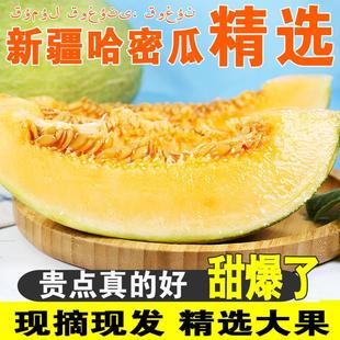 新疆哈密瓜新鲜一箱西州蜜新鲜甜蜜瓜应季水果西州蜜2个瓜包邮