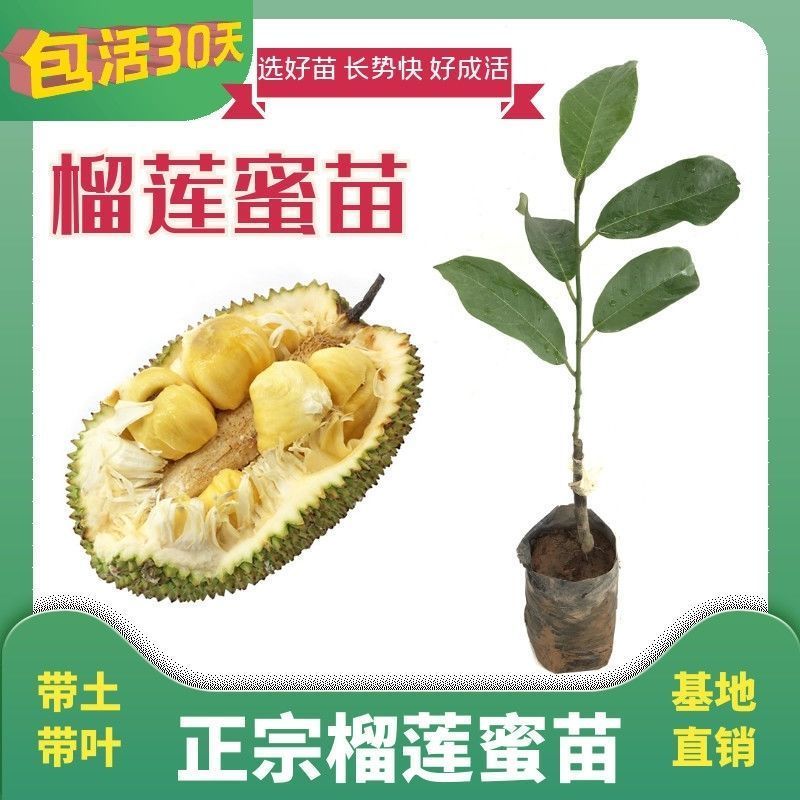 广州发货正宗嫁接树菠萝果树苗新品种榴莲菠萝蜜树苗带土带叶发货