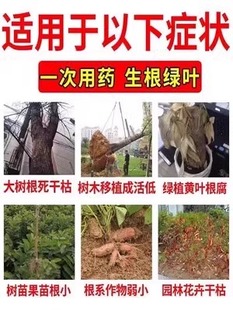 强力生根药水复活液枯树大树再生营养液植物壮苗发芽移栽成活剂