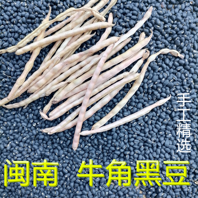 闽南牛角黑农家小黑豆自然晒干营养粗粮500g福建泉州白芯牛角黑豆