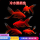 冷水鹦鹉鱼招财红鱼淡水好养易活冷水鱼苗观赏鱼活鱼金鱼耐活锦鲤