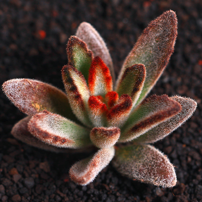 兔耳多肉植物孙悟空黄金兔耳朵花卉盆栽萌肉新款多肉植物