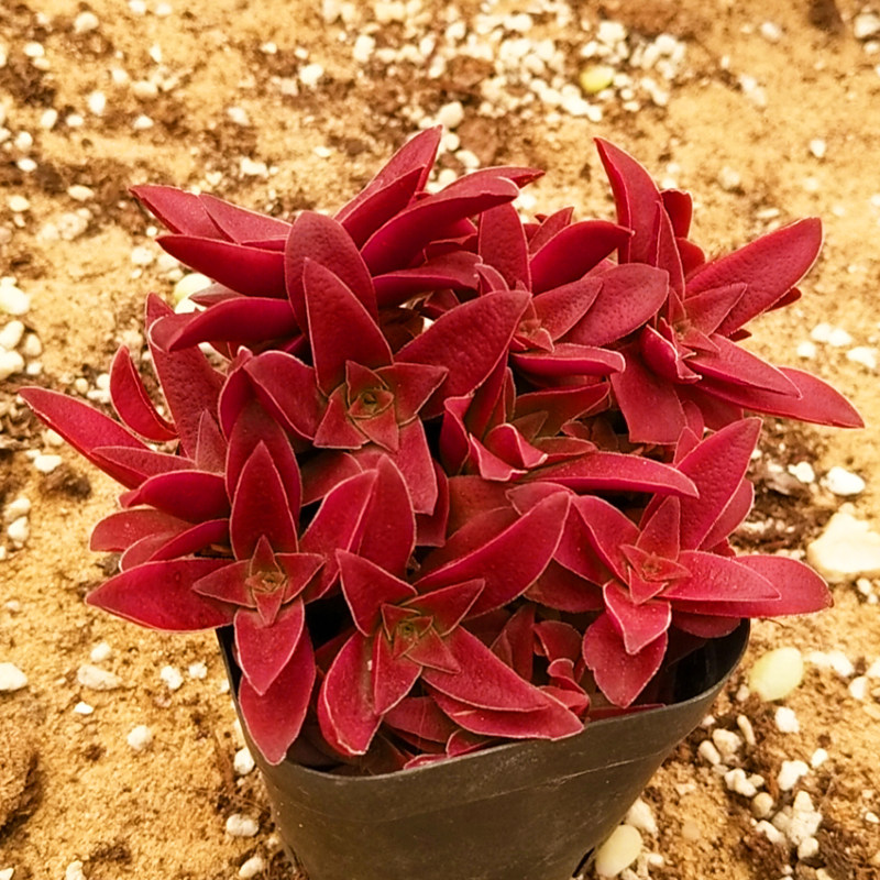 多肉植物红叶防辐射办公室阳台绿植花卉盆栽稀有多肉植物