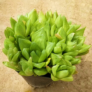 多肉植物京之华群生多头办公室阳台桌面绿植园艺花卉组合盆栽稀有