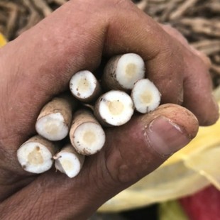 新鲜仙茅干货中药材500g包邮贵州省地棕独茅先矛独脚先毛仙毛仙矛