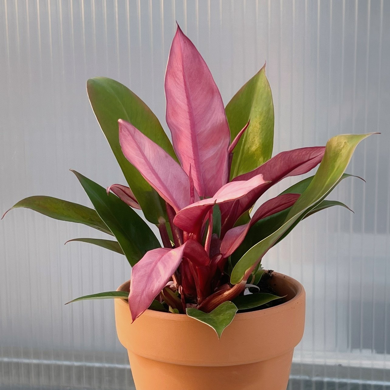 绿宝树金钻鸟巢蕨青苹果竹芋澳洲杉绿宝石绿霸王富贵竹万年青1元宝树