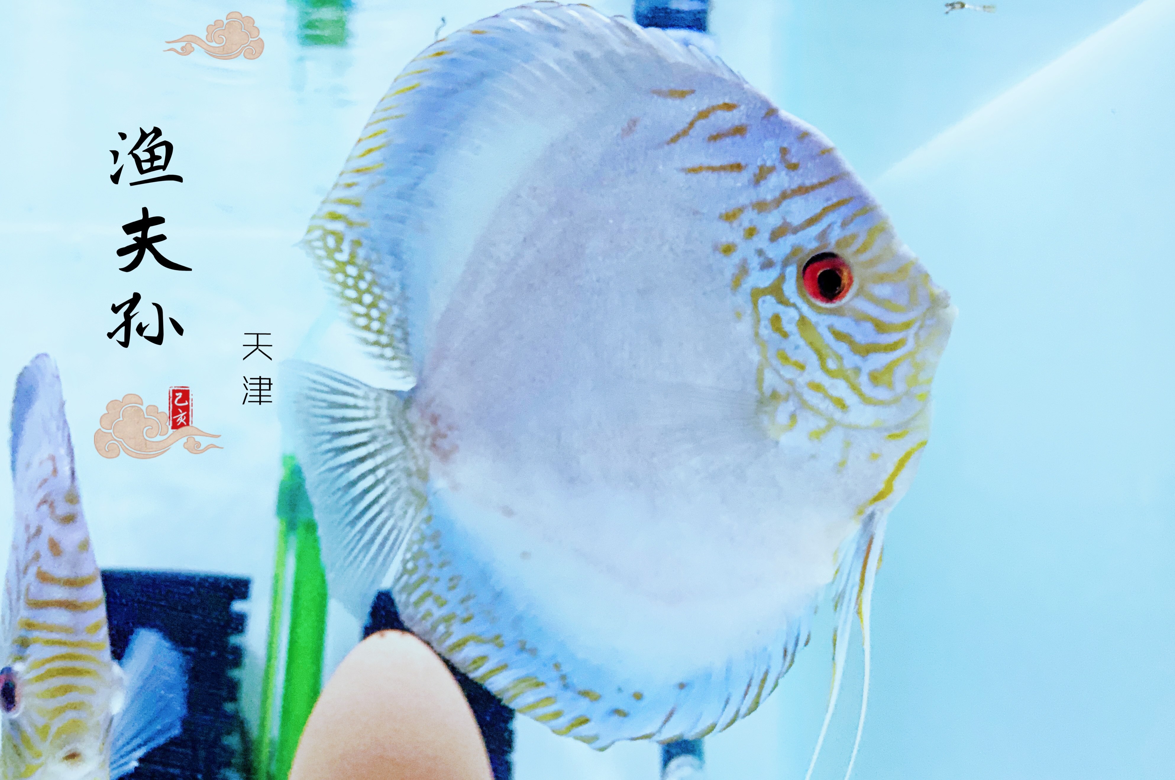 七彩燕七彩神仙鱼热带鱼活体小型淡水鱼观赏鱼鱼苗易活精品老虎狗