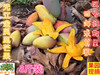 云南元江新鲜水果大金凤凰芒果红金龙芒果大贵妃芒果香甜8斤包邮|ru 云南元江新鲜水果大金凤凰芒果红金龙芒果大贵妃芒果香甜8斤包邮|ru