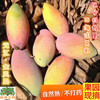 云南元江新鲜水果大金凤凰芒果红金龙芒果大贵妃芒果香甜5斤包邮|ru 云南元江新鲜水果大金凤凰芒果红金龙芒果大贵妃芒果香甜5斤包邮|ru
