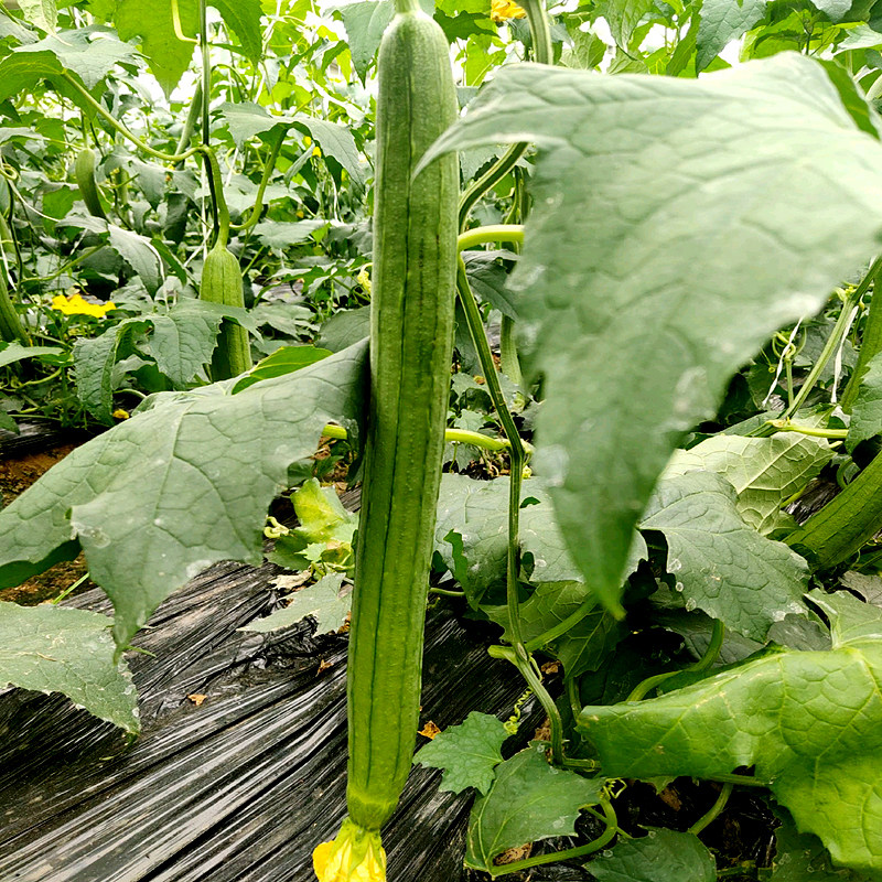 长香丝瓜种子特长脆嫩清香肉厚庭院田园爬藤籽种春季蔬菜瓜果种籽