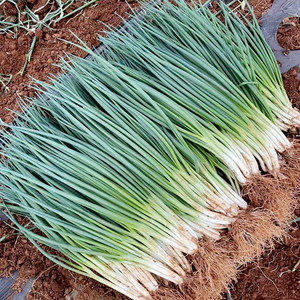 小葱种籽四季小香葱种子盆栽小葱种孑易种蔬菜籽农家庭院阳台高产