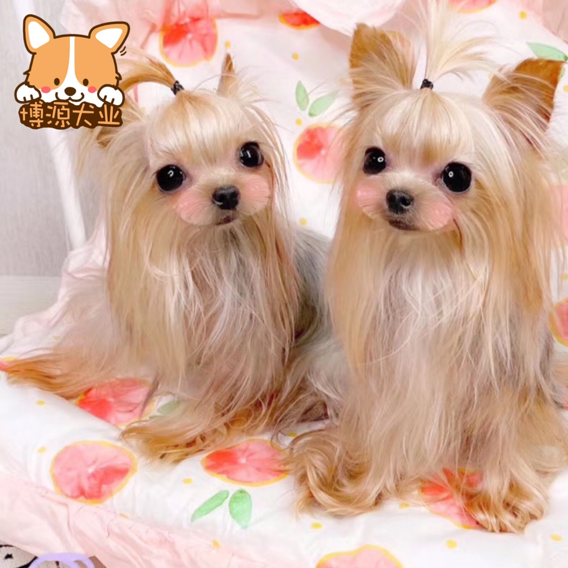 热销宠物狗 小型犬 活体100元以下