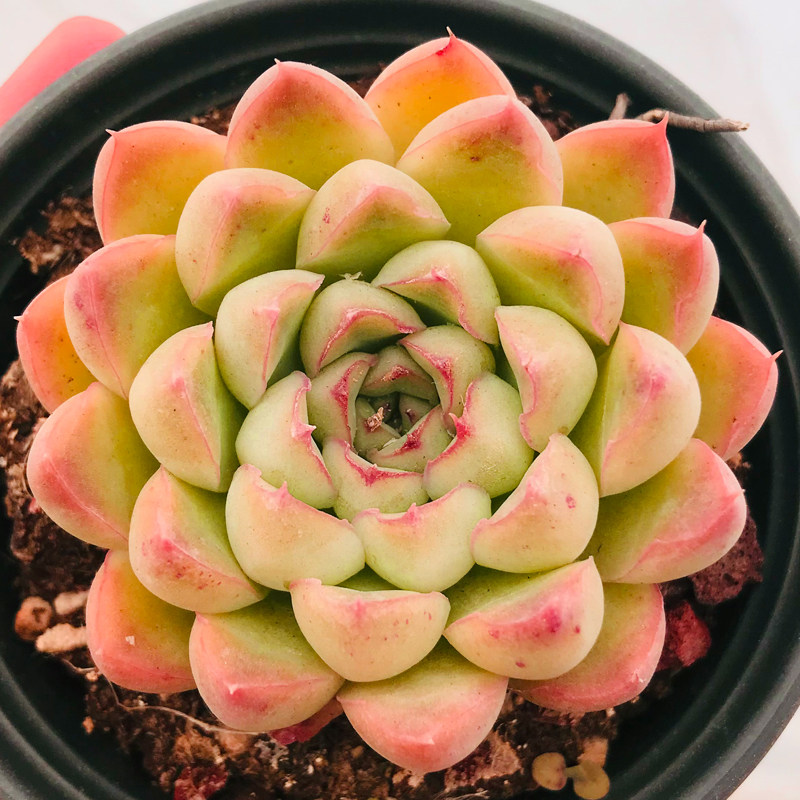 绿植园艺花卉多肉植物素冰办公室室内阳台桌面盆栽多肉植物