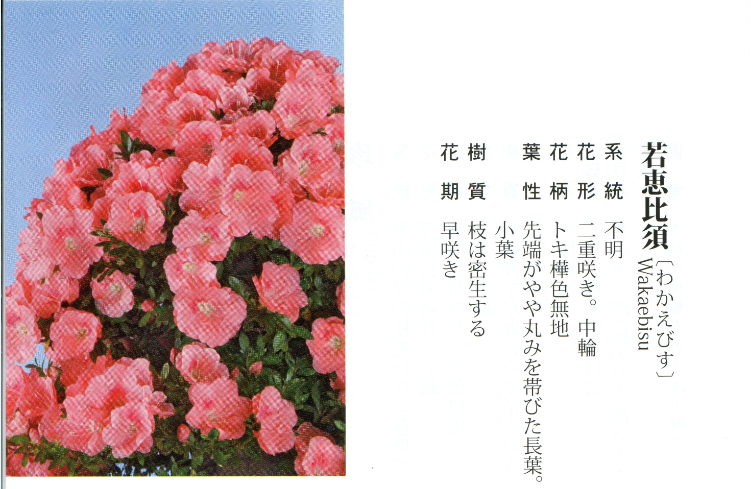 皋月杜鹃:若惠比须 wakaebisu