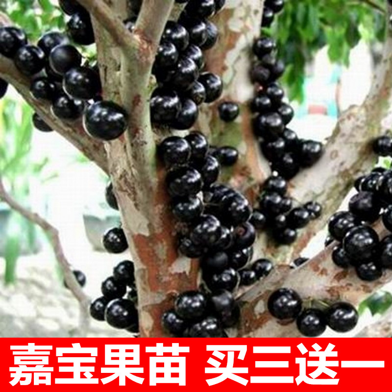嘉宝果树苗树葡萄苗正宗台湾树葡萄沙巴四季南北种植当年结果包邮
