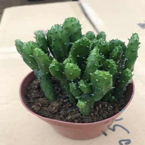 雨潇菲的小店的优惠券大全—招财手多肉植物盆栽仙人掌摇钱树仙人掌