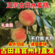 古田白蜜水蜜桃正宗新鲜甜脆桃福建10斤官州水果大桃子宁德礼盒装