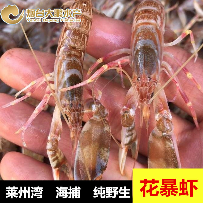 渤海湾莱州湾海捕纯野生优质鲜活花暴虾嘎巴虾花腰虾海虾水产500g