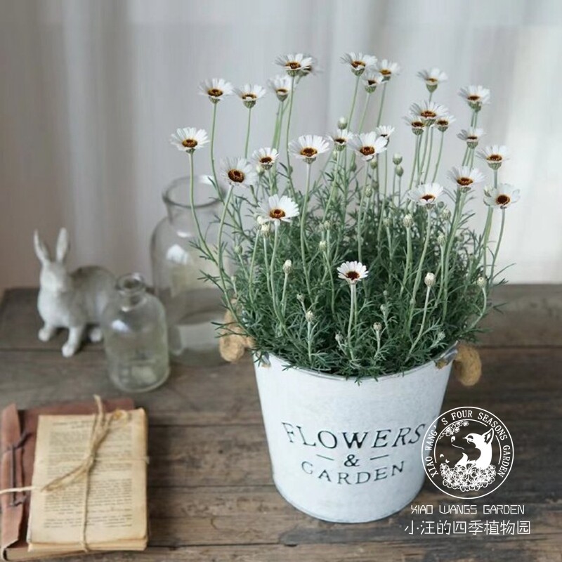 摩洛哥雏菊杏子果酱 多年生 耐寒 开花机器 花园阳台花镜植物花苗