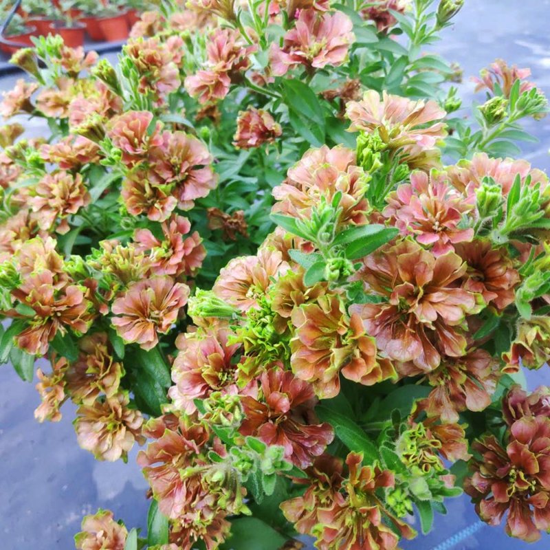 新品 复古色 马龙矮牵牛 异型 多年生 植物 阳台 耐寒 开花盆栽在类目 鲜花速递/花卉仿真/绿植园艺, 花卉/绿植盆栽(新), 花卉中 - 来自Buy2taobao.com提供专业的淘宝代购服务