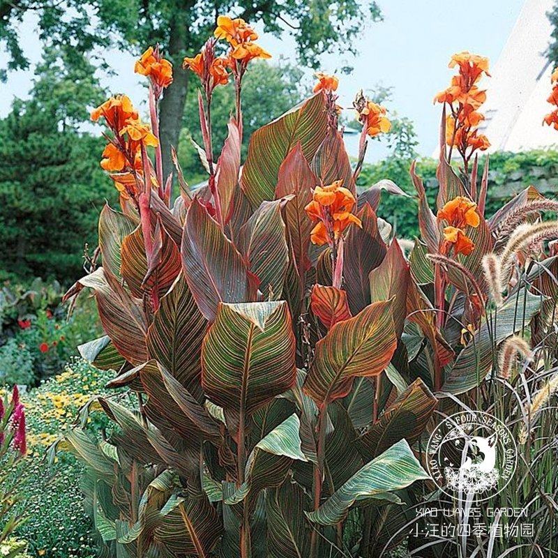 美人蕉 加州落日 火焰美人蕉 多年生耐热耐晒花卉 阳台庭院盆栽苗