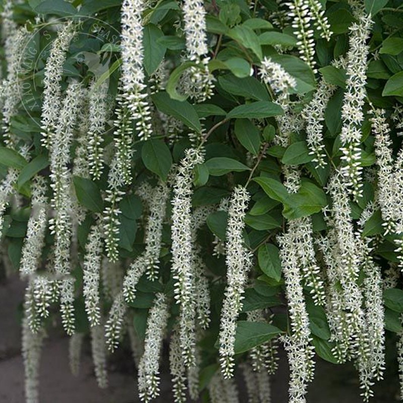 小汪的四季 荷兰鼠刺 弗森虎耳 盆栽花苗多年生春季开花庭院灌木