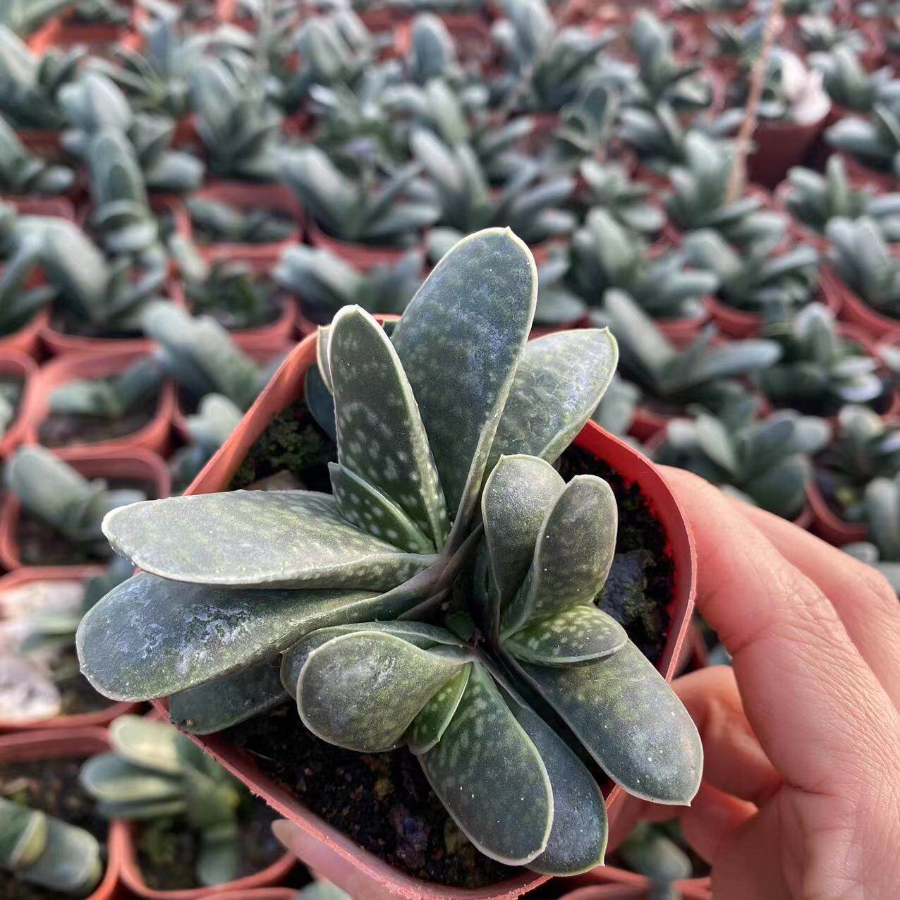 子宝多肉植物元宝元寓意招财金宝 财源滚滚新手易养喜阴肉肉盆栽