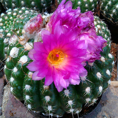 三只蝴蝶_眩美玉】落地开花仙人球 稀有品种 防辐射多肉植物无根