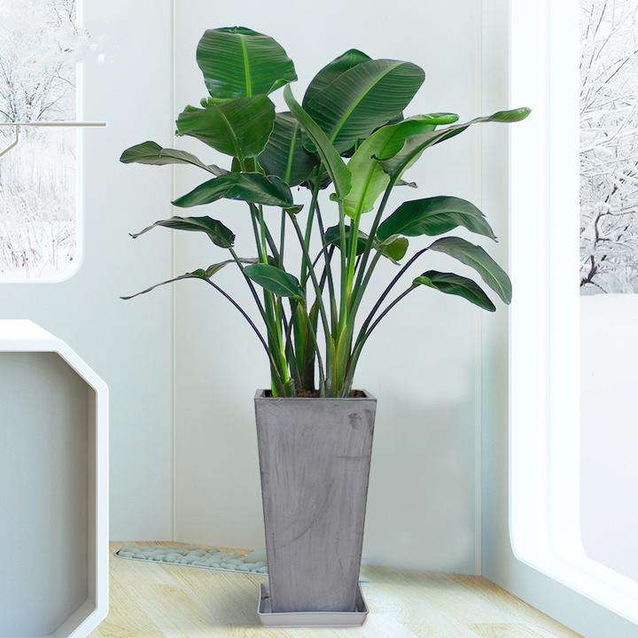 天堂鸟盆栽植物特价室内大型绿植花卉鹤望兰吸甲醛净化空气包邮在类目 鲜花速递/花卉仿真/绿植园艺, 花卉/绿植盆栽(新), 绿植中 - 来自Buy2taobao.com提供专业的淘宝代购服务