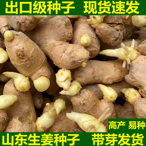 生姜种子带芽催芽山东大姜种籽老黄姜种子姜苗姜芽子农家5斤包邮