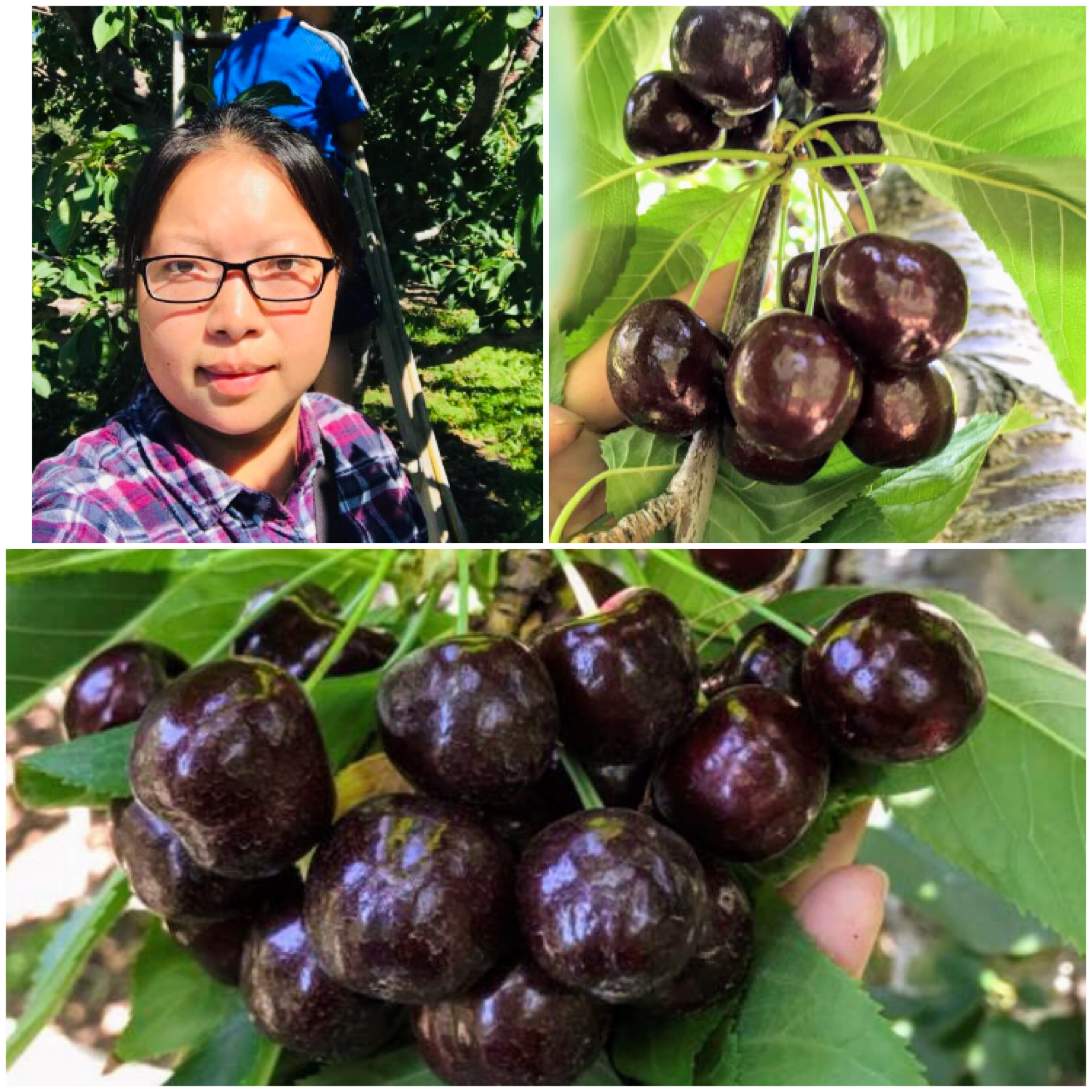 Canada okanagan Left Bank Cherry Cherry Big High 4 poundsin the Snacks/Nuts/Specialty , Confection/Class dates/Plum/Dried fruit , Cherry category - from Buy2taobao.com to provide professional Taobao agent buy service