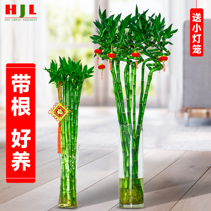 带根富贵竹水培植物节节高观音转运竹子盆栽客厅旺宅绿植招财水养