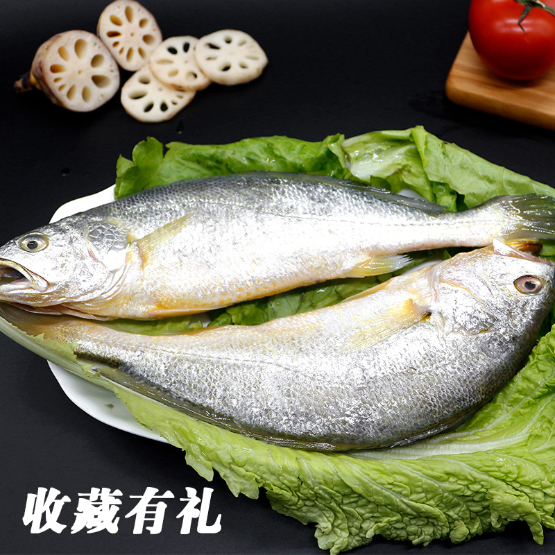 品上品自制 现捕捞现杀大黄花鱼 婴儿辅食 孕妇补品 2500G鲜活鱼|msdalam kategori daging perikanan/Buah-buahan segar dan sayur-sayuran/dimasak, makanan laut/produk akuatik/produk, lain - dari Buy2taobao.com untuk memberikan perkhidmatan ejen Taobao profesional membeli