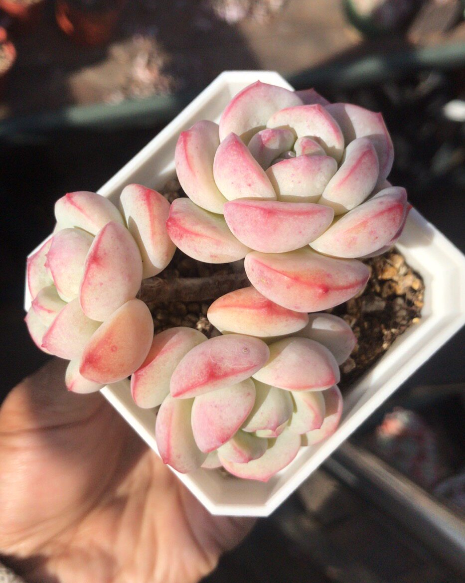 香草比斯多肉植物老桩自然群生控型精养一物一拍韩国进口开挂区多
