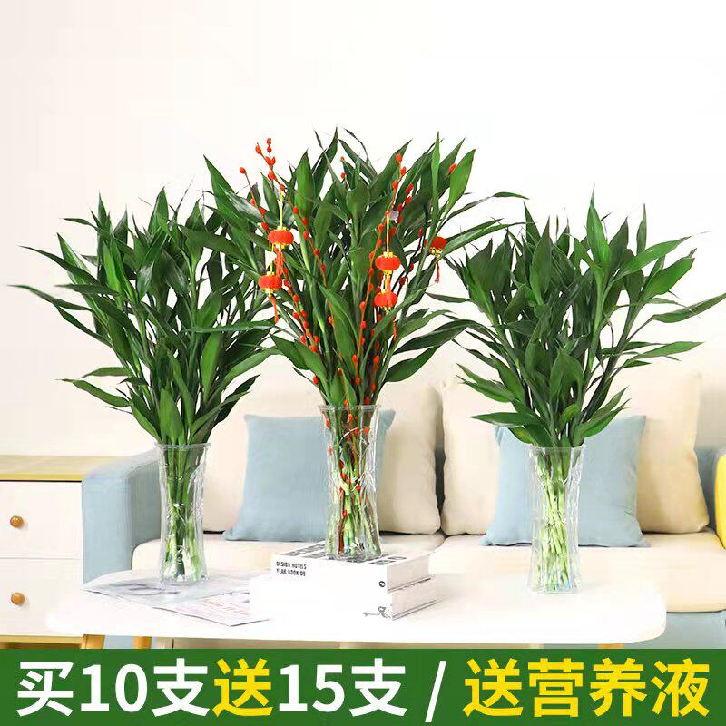 富贵竹水培植物节节高转运观音竹室内好养绿植盆栽银柳真花鲜枝卉
