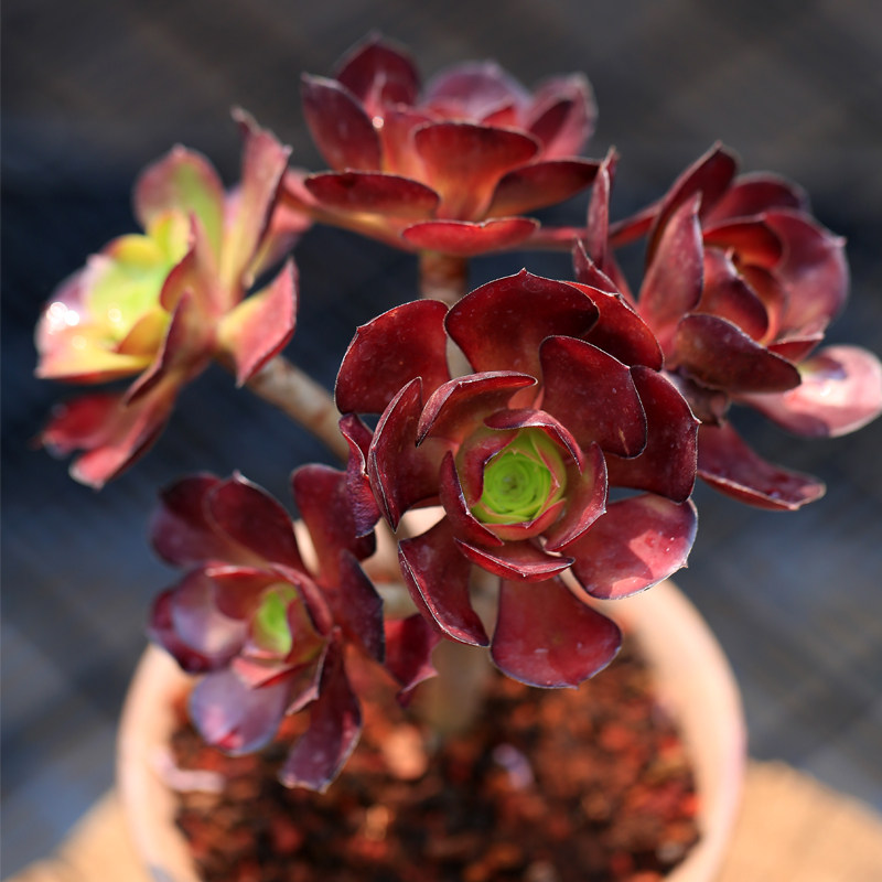 红酒黑法师多肉植物老桩大株4头起 梦想花园夏季肉肉绿植盆栽花卉