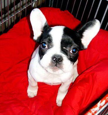 纯种法国斗牛犬幼犬/黑白花色海盗眼法斗狗狗/黑色虎斑活体宠物狗