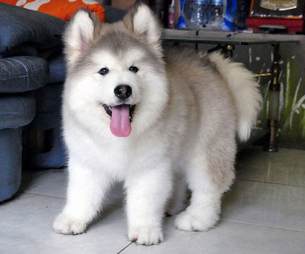 纯种阿拉斯加犬巨型阿拉斯加幼犬熊版阿拉斯加活体宠物狗狗12